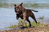 STAFFIE 170